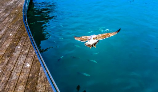 Animal Avian Beach