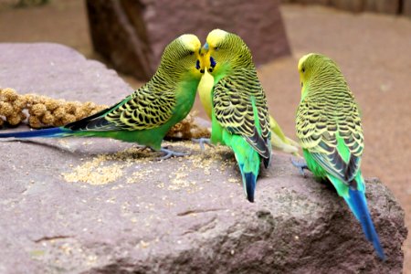 Animal World Animals