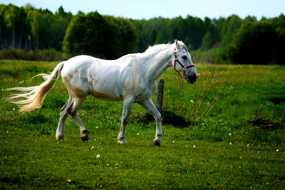 Agriculture Animal Close-up