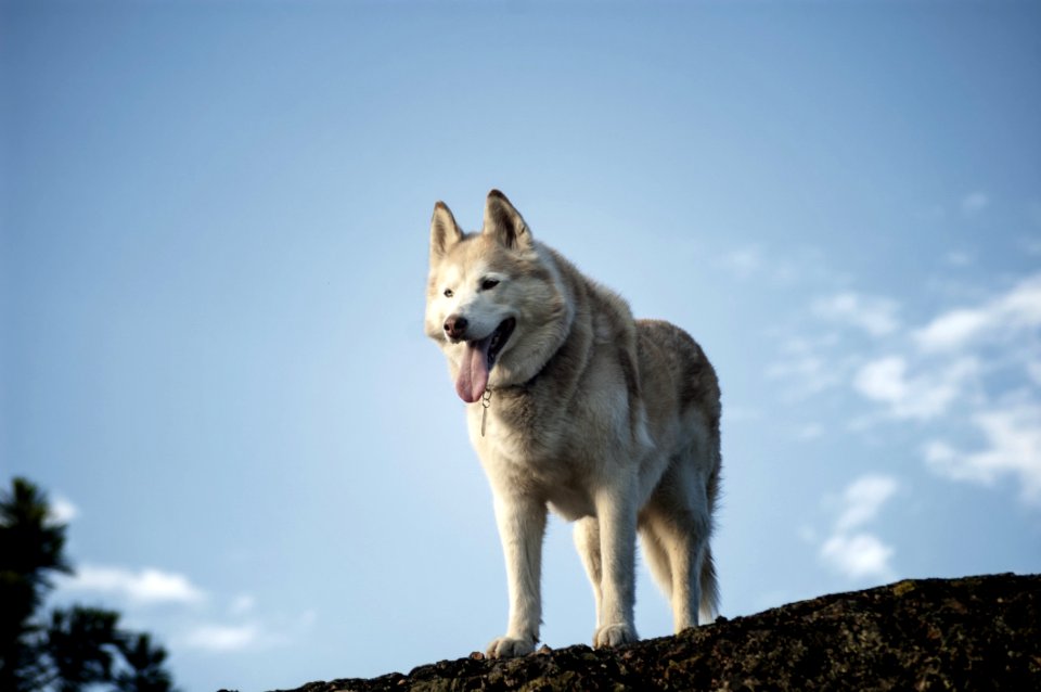 Animal Photography Blur