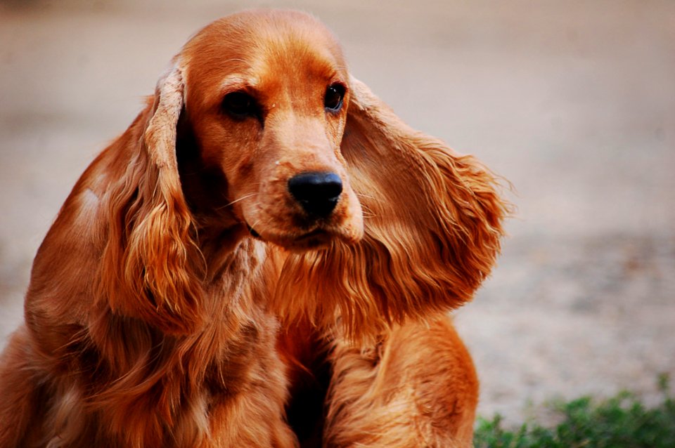 Adorable Animal Photography