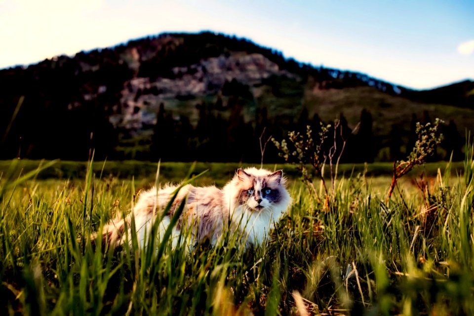 Agriculture Animal Beautiful