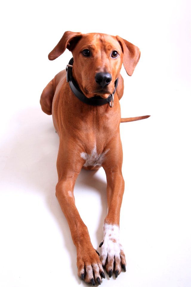 Animal Breed Canine