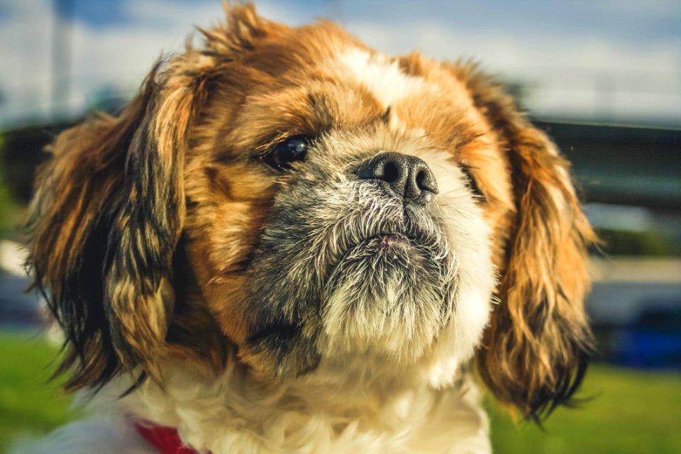 Adorable Animal Photography