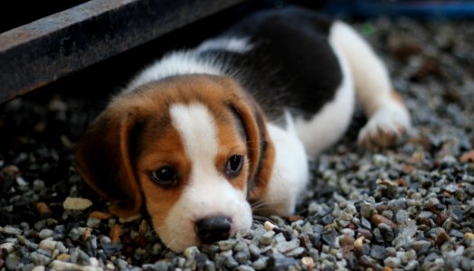 Animal Beagle Canine photo