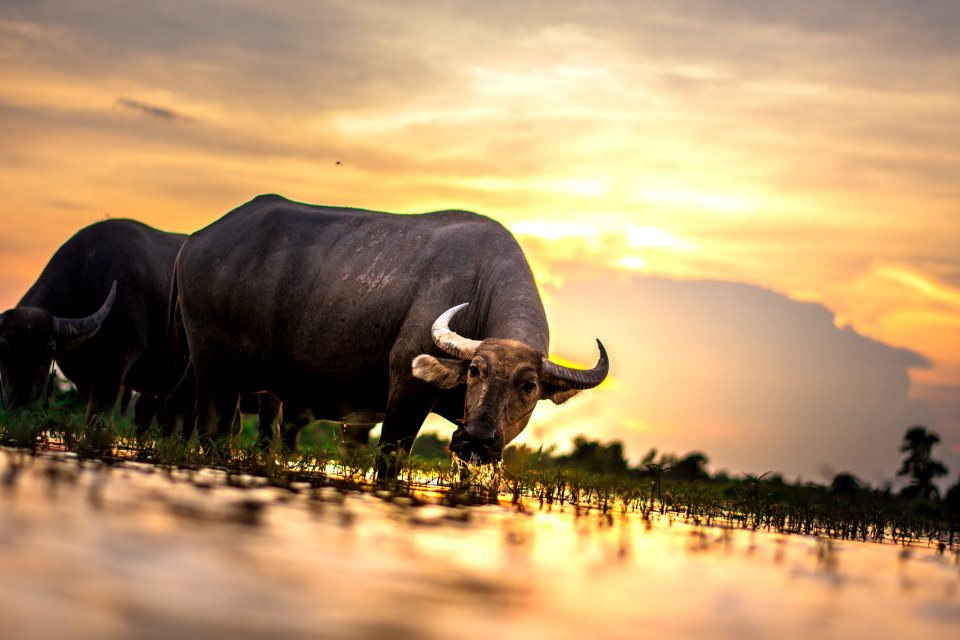 Agriculture Animals Asia