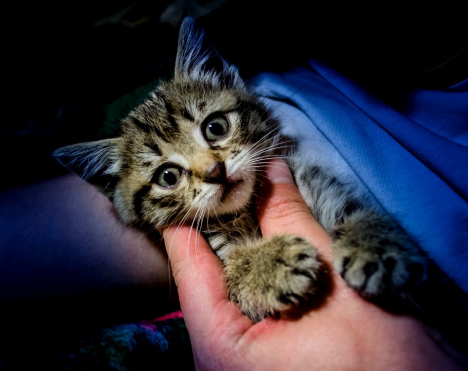 Adorable Animal Photography