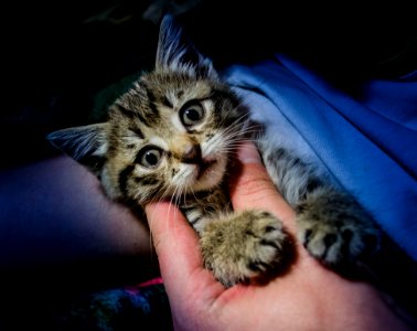 Adorable Animal Photography