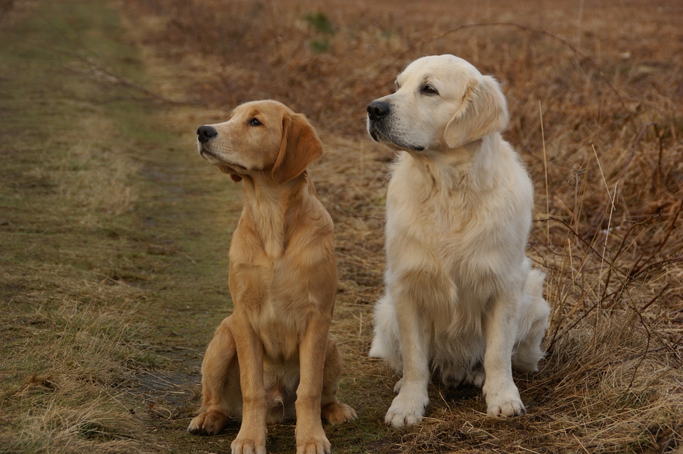 Retriever dog retrieve train