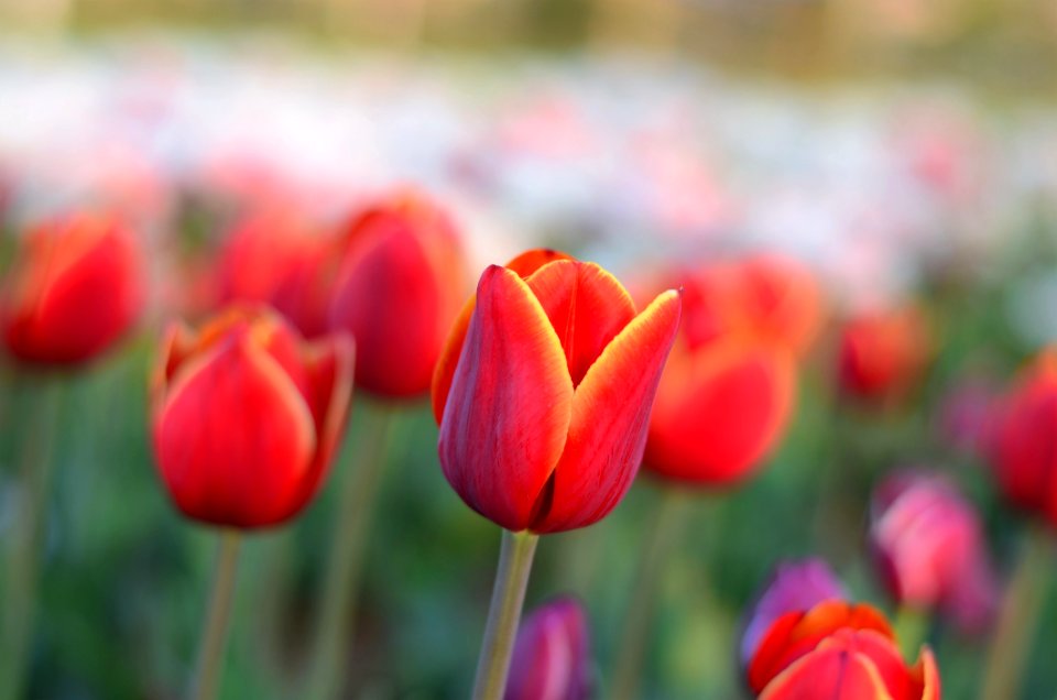 Beautiful Bloom Blooming