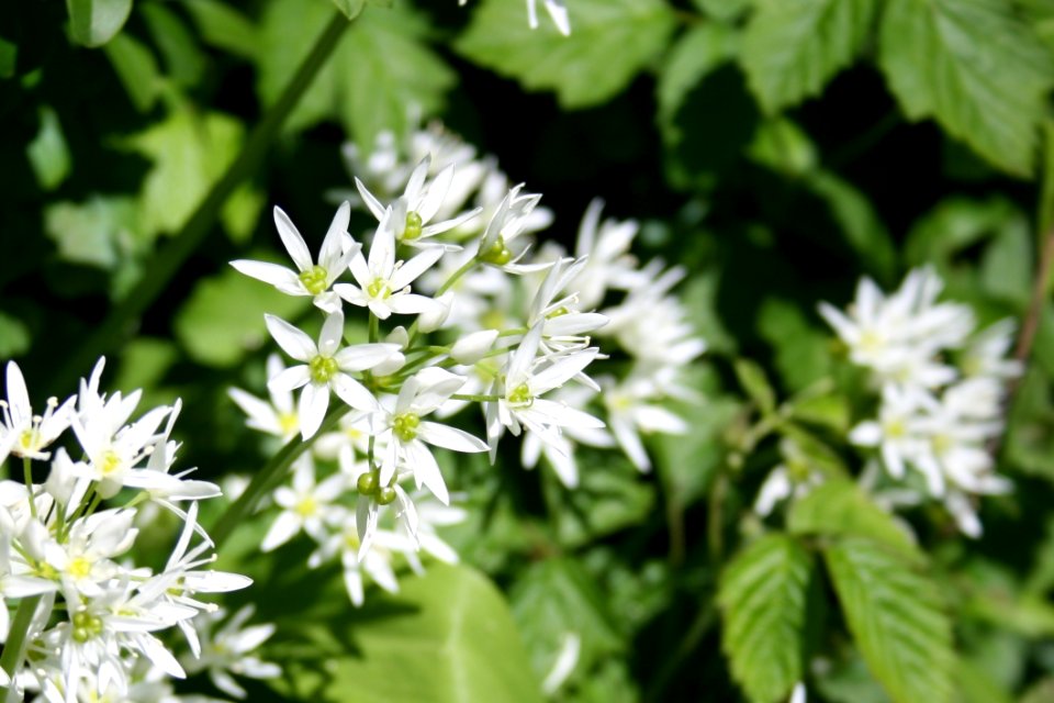 Beautiful Bloom Blooming