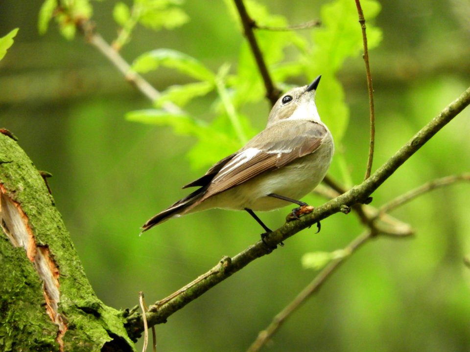 Animal World Avian