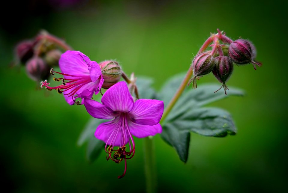 Bloom Blooming Blossom