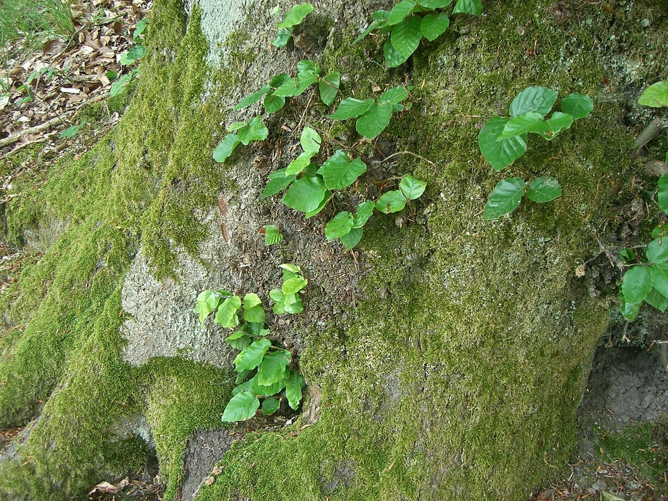 Leaves nature forest