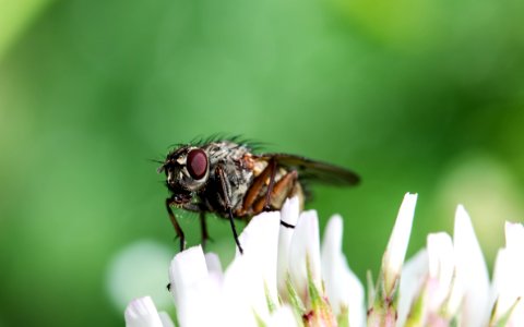 Animal Blow Flies