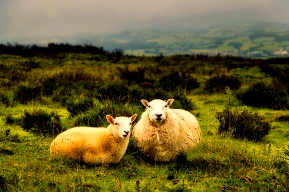 Agriculture Animals Country