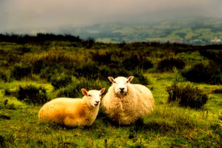 Agriculture Animals Country