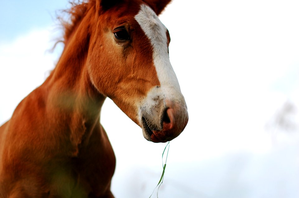 Animal Animals Blur