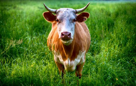 Agriculture Animal Cattle