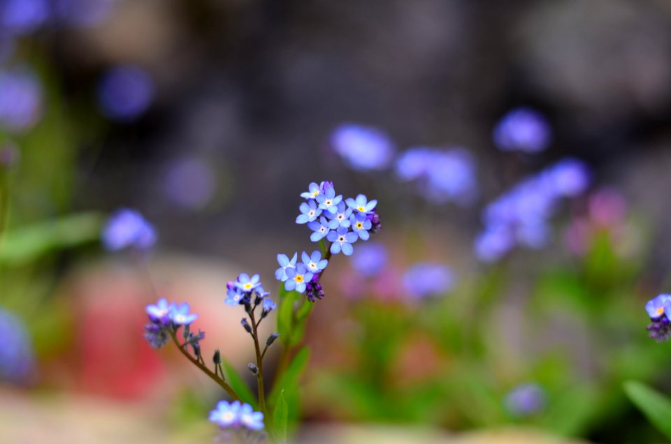 Beautiful Bloom Blooming