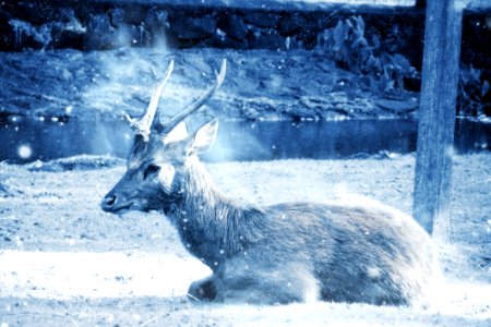 Animal Art Cold