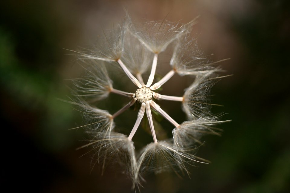Bloom Blooming Blur