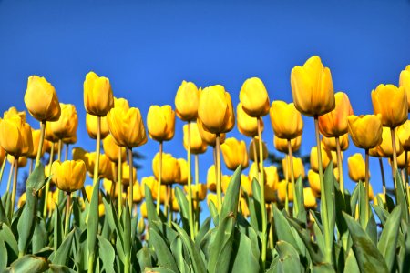 Beautiful Bloom Blooming photo