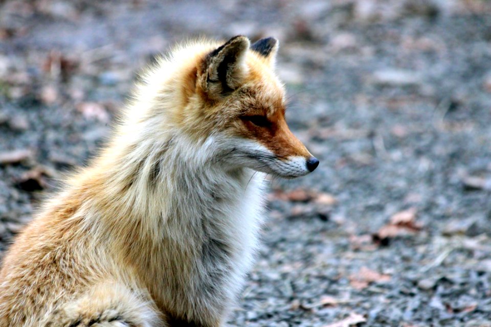 Animal Photography Blur