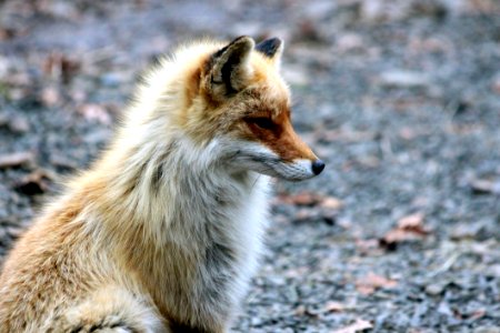 Animal Photography Blur