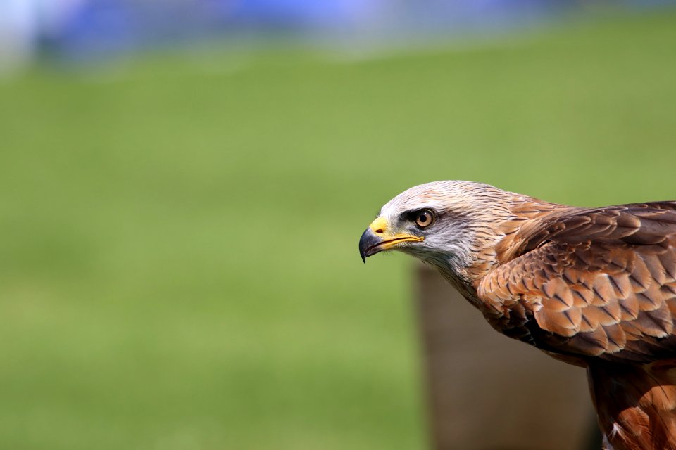 Animal Avian Beak photo