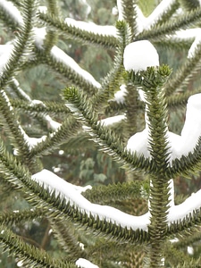 Branch winter snowy