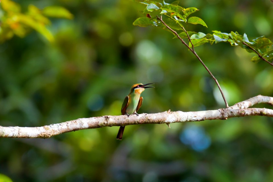 Avian Beak Bird photo