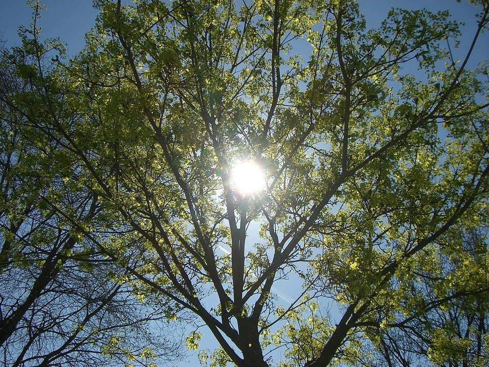 Plant sky leaves