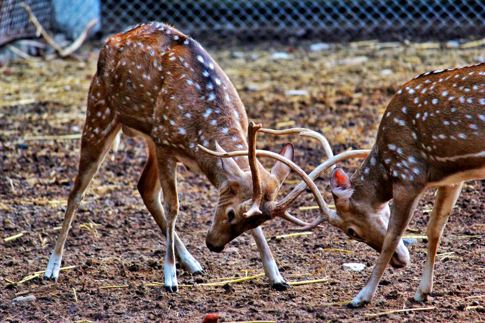 Animals Antler Buck