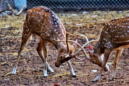 Animals Antler Buck photo