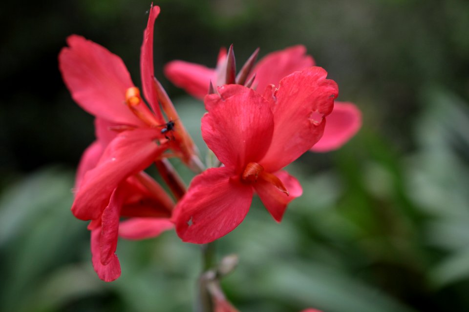 Bloom Blooming Blossom