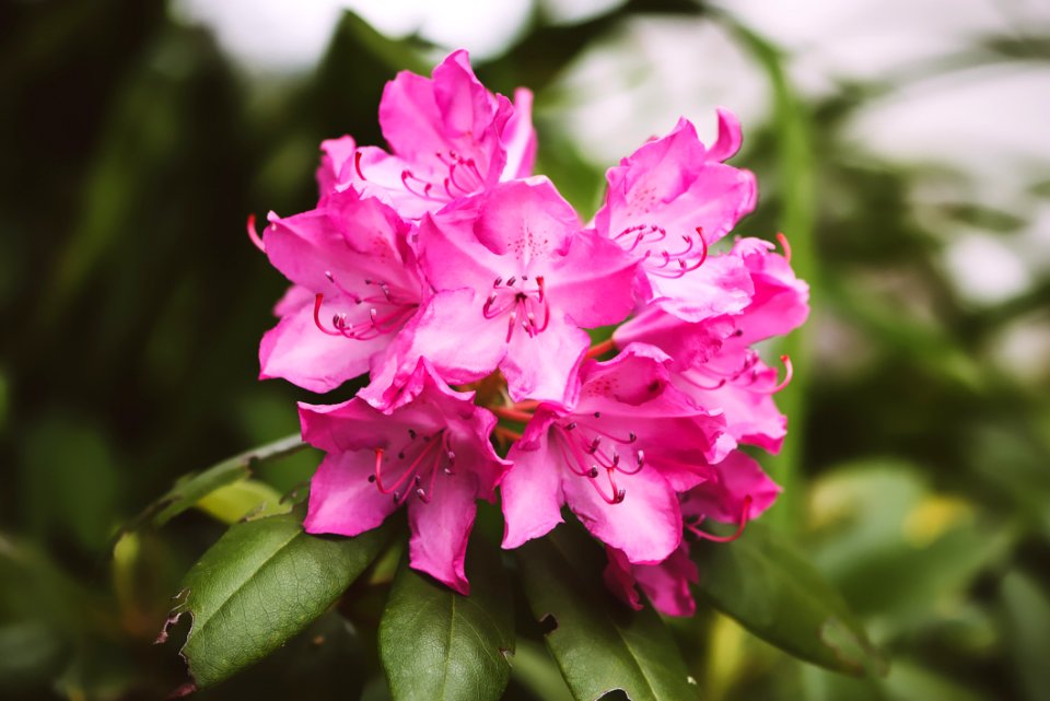 Beautiful Bloom Blooming