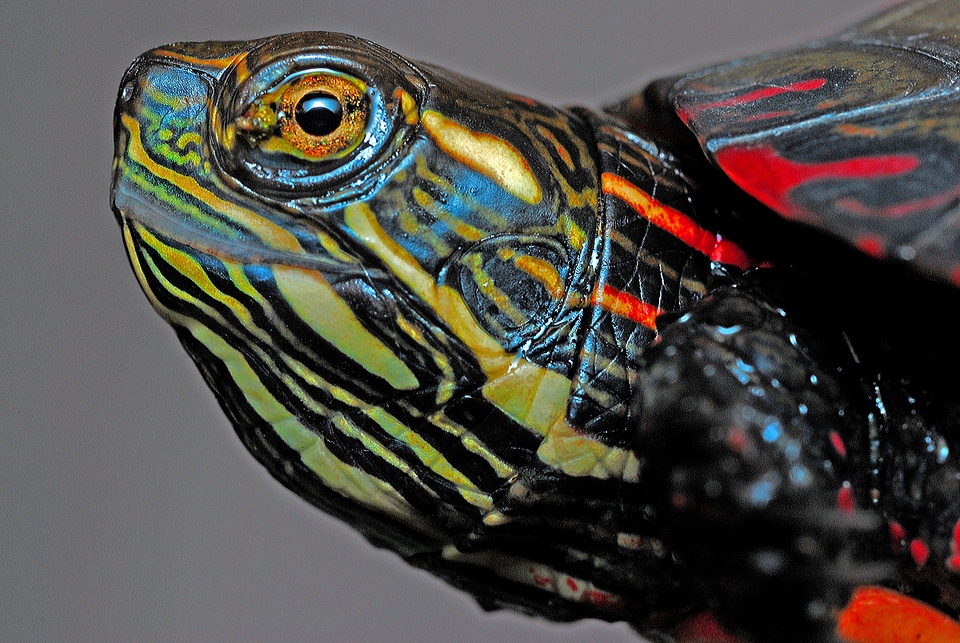 Amphibian nature reptile