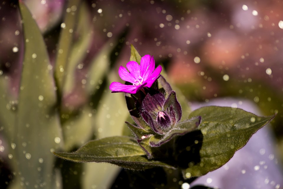 Beautiful Bloom Blooming