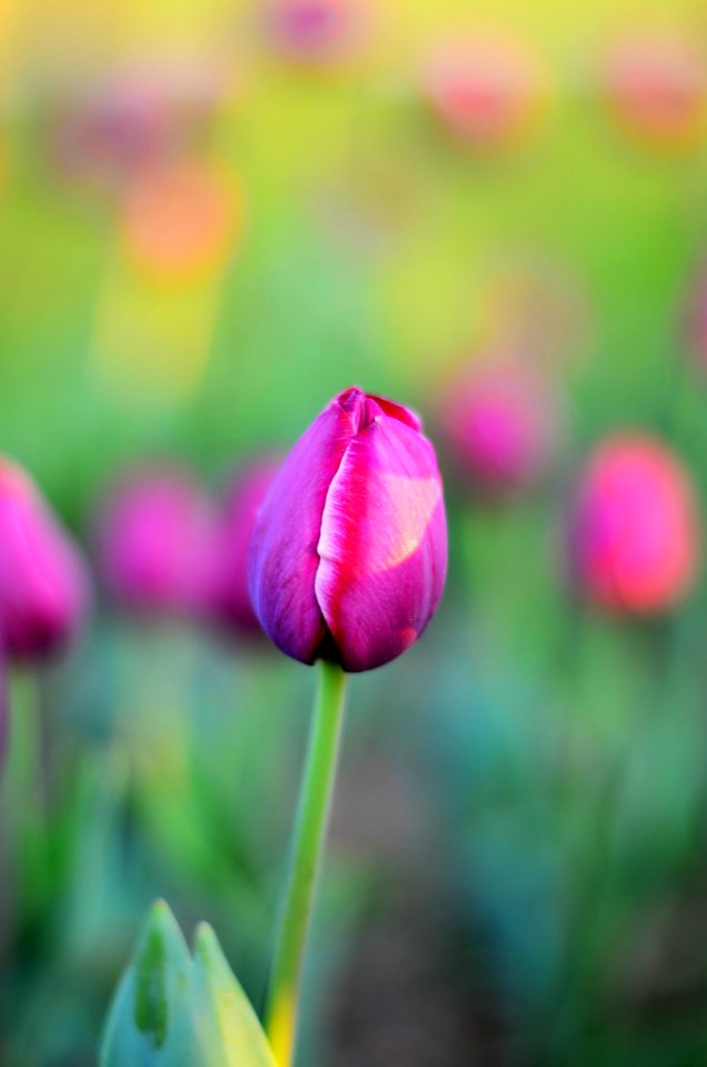 Bloom Blooming Blossom