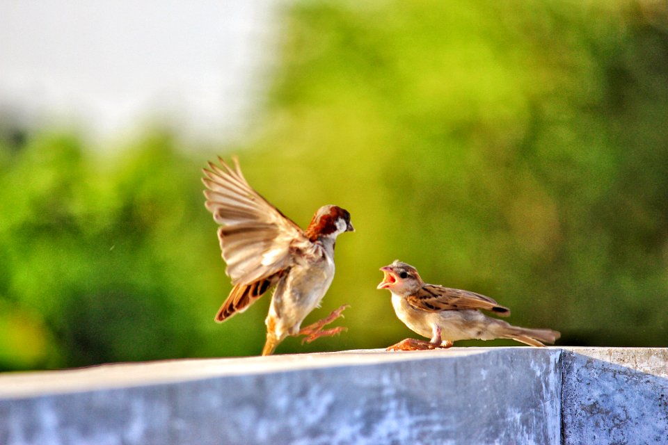 Selective Focus Of Two Birds On Concrete Beam