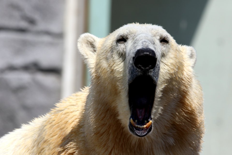 Animal Bear Bored