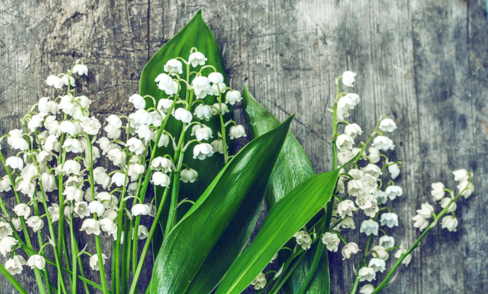 Bloom Blooming Blossom