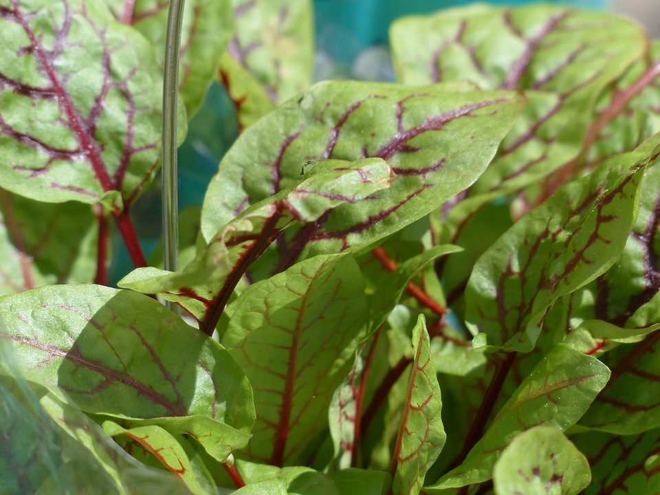 Herb grove sorrel rumex sanguineus