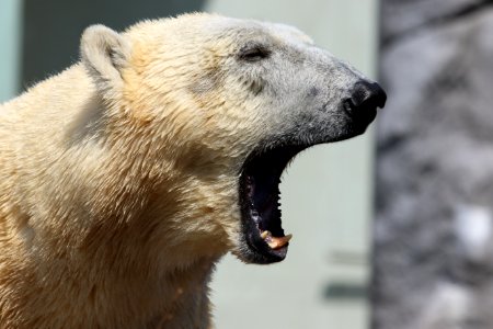 Animal Bear Big