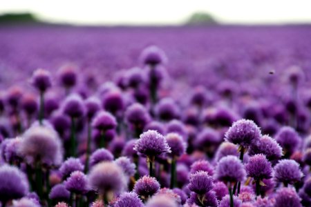 Bloom Blossom Countryside