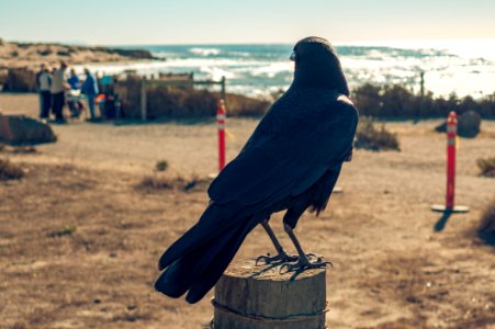 Animal Avian Beach
