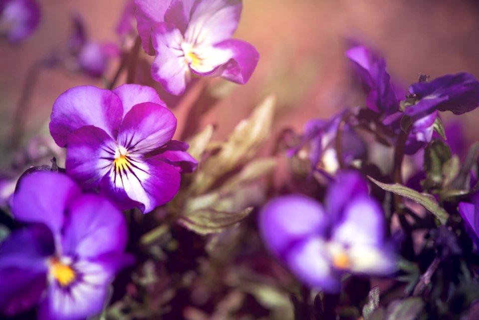 Beautiful Bloom Blooming