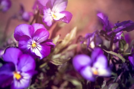 Beautiful Bloom Blooming photo