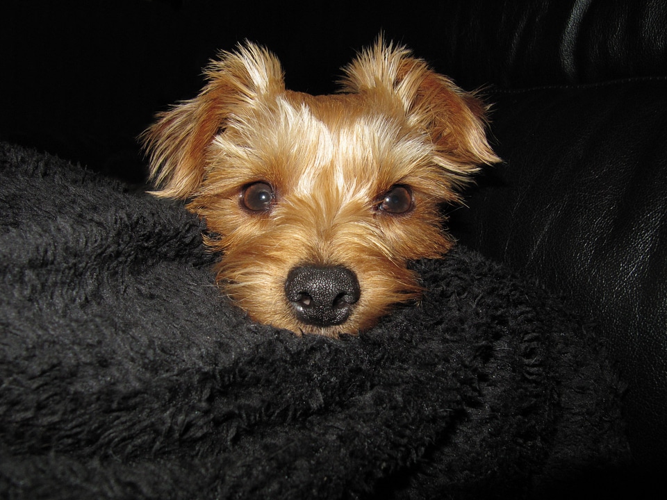 Dog pet terrier